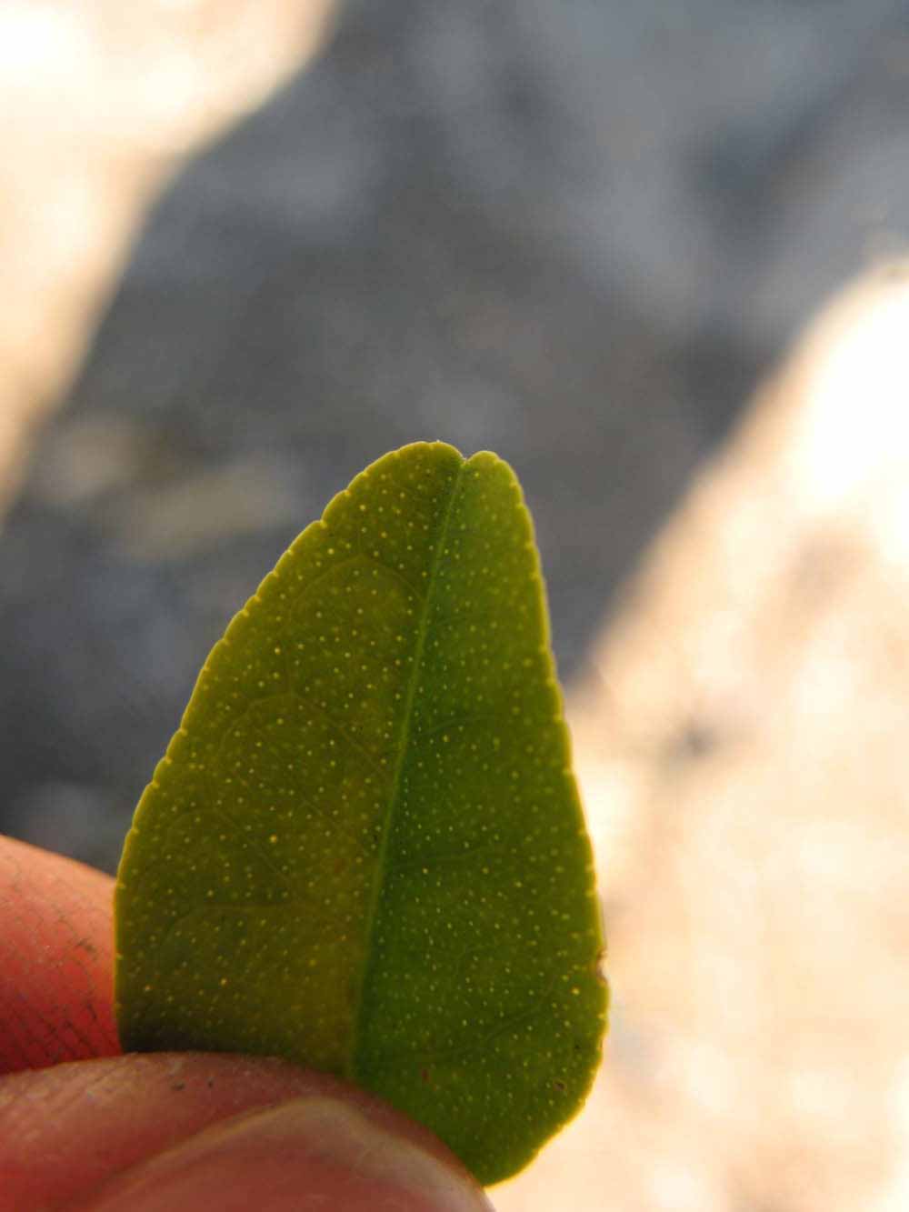              Margin (Winter Haven, FL)       